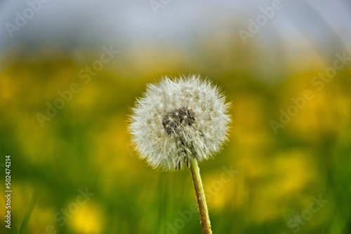 A single blowball in a dandelion field