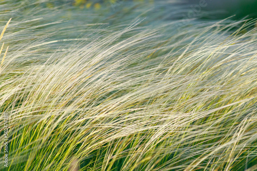 Nature background dry grass ears fluttering in wind in a meadow