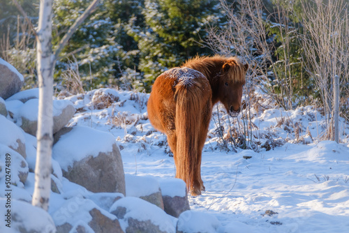 Brown icelandic horse in snow