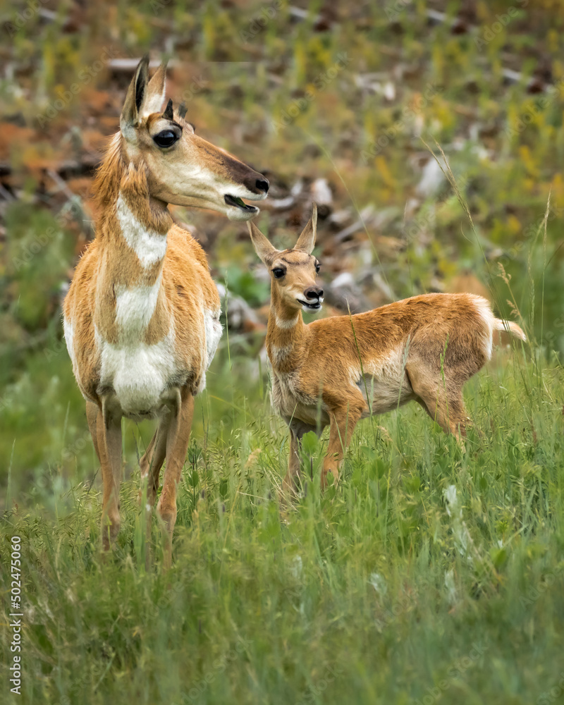 Fototapeta premium Pronghorn Doe and fawn