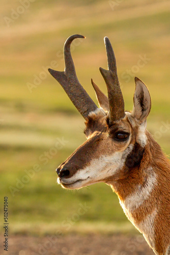 Pronghorn Buck Portrait