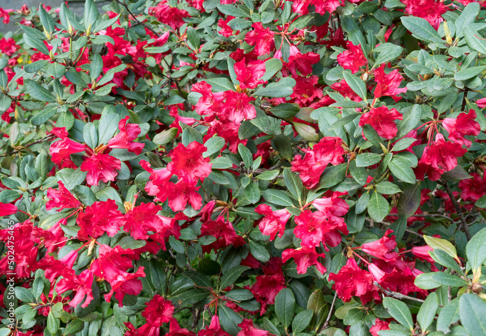 Viele rote Rhodendron Blüten im Sonnenschein