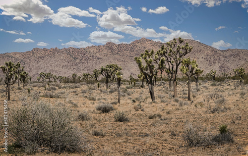 Joshua Tree National Park Remote road trip © Imagery By Lisa