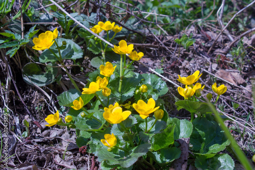 Knieć błotna, kaczeniec, Caltha palustris. Nad strumykiem. 