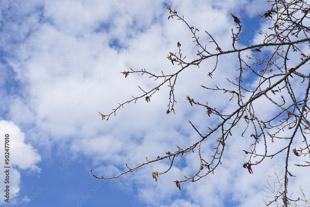 Willow tree branches against blue sky with white clouds in spring Willow tree branches against blue sky with white clouds in spring