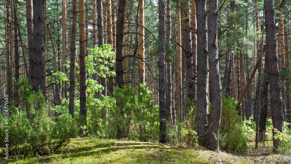 Naklejka premium Pine forest with powerful straight trees in early autumn. Sunny day. Green moss bedding. Background, wallpaper.