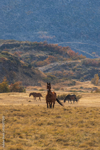 baguales patag  nico  caballos salvajes entre cerros  y colinas oto  ales bajo la lluvia con cerros azulados 