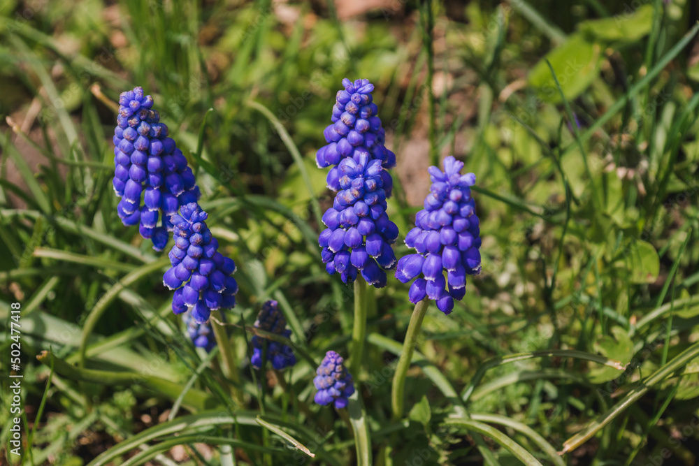 Flowers of Muscari armeniacum. Spring flowers. Flowers of Muscari armeniacum. Spring flowers.