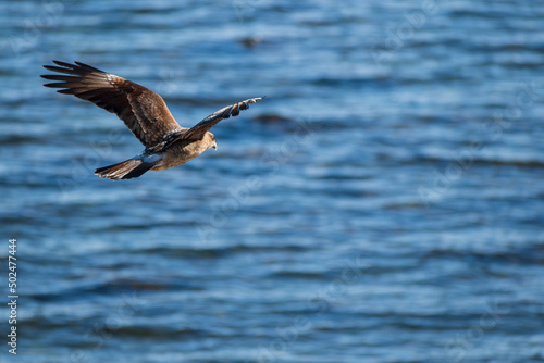  ave chimango o tiuque patagónico sobrevolando las aguas azules marinas costeras, ave de la familia falconidae 