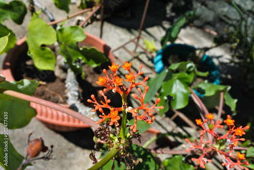 orange flower of the bottle-euphorbia plant