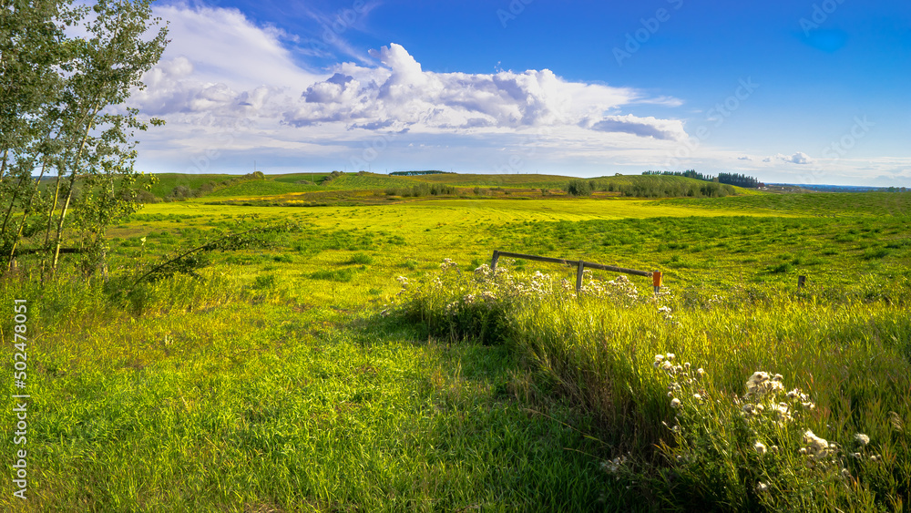 Fototapeta premium Pasture field