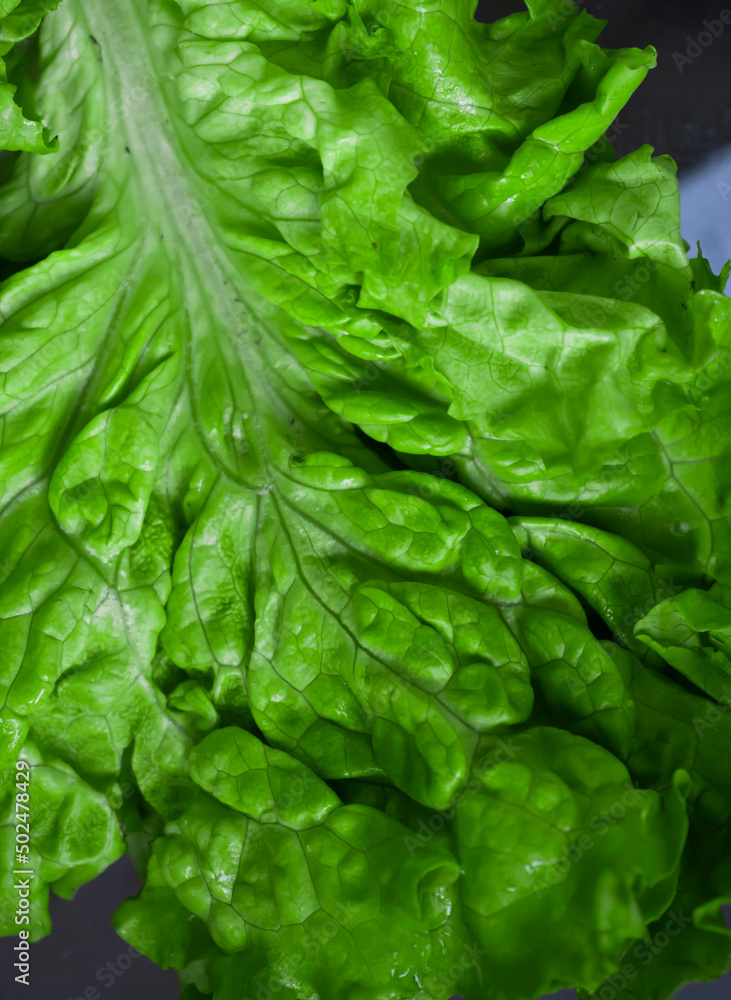 Fresh green leaf lettuce closeup Fresh green leaf lettuce closeup