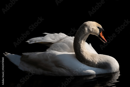 Fototapeta Naklejka Na Ścianę i Meble -  A white swan swims on dark water against a dark background