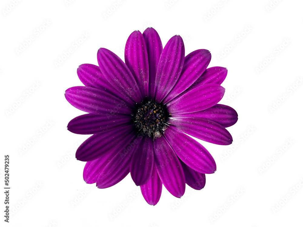 Purple  daisy isolated on white background.
