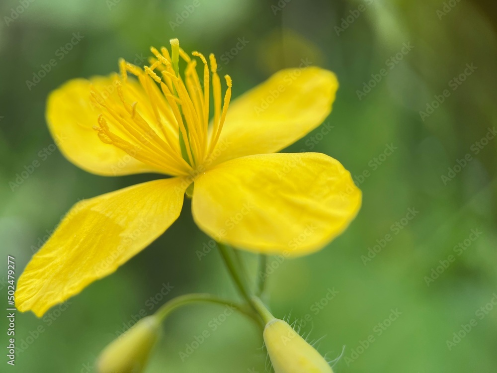 yellow flower in spring yellow flower in spring