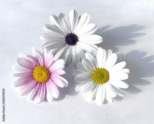 daisies isolated on white background.