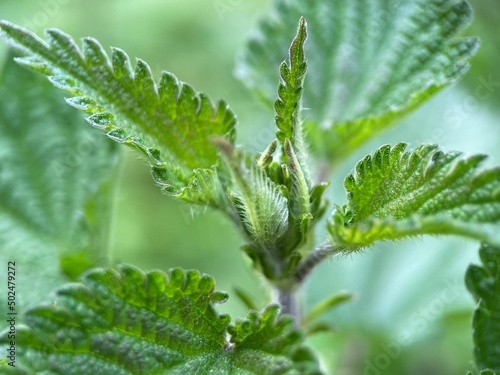 close up of green nettle leaves.