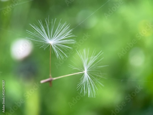 dandelion on nature background .