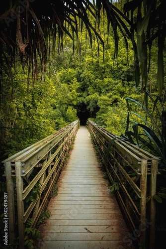 Wooden bridge in the forest | Maui, Hawaii