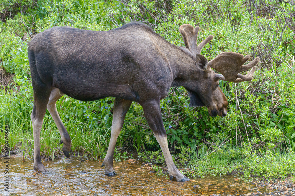 Bull Moose walking through a Colorado Rocky Mountain stream. Bull Moose walking through a Colorado Rocky Mountain stream.