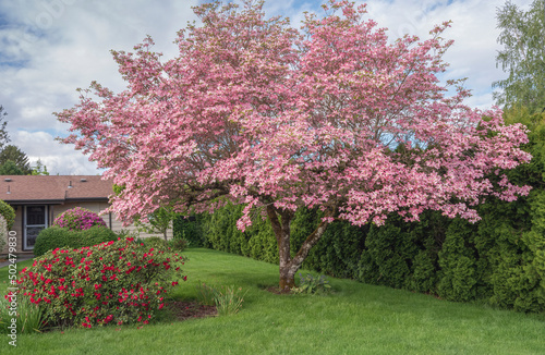 Large tree in Spring colors Gresham Oregon.