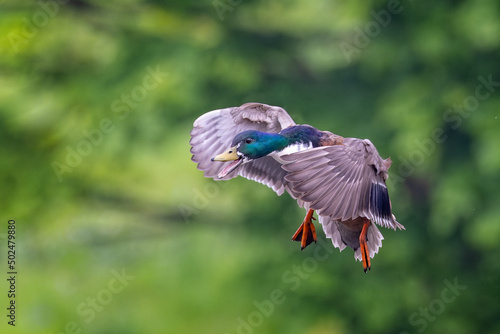 Colourful male Mallard duck with wings braced for landing against green blurry background