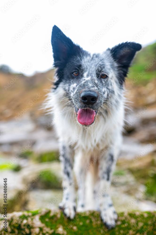 Portrait of a happy Border Collie dog in outdoors. Dog's face close up with tongue out and beach background. Portrait of a happy Border Collie dog in outdoors. Dog's face close up with tongue out and beach background.