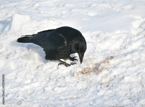 Black Bird in Snow