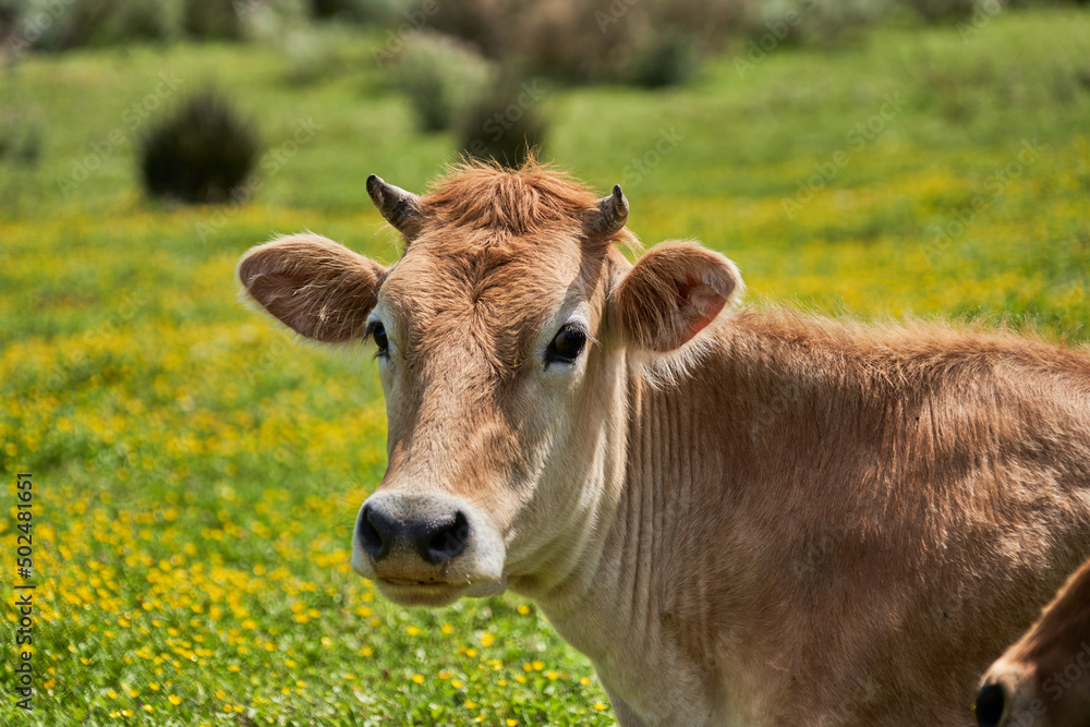 Vaches Vaches