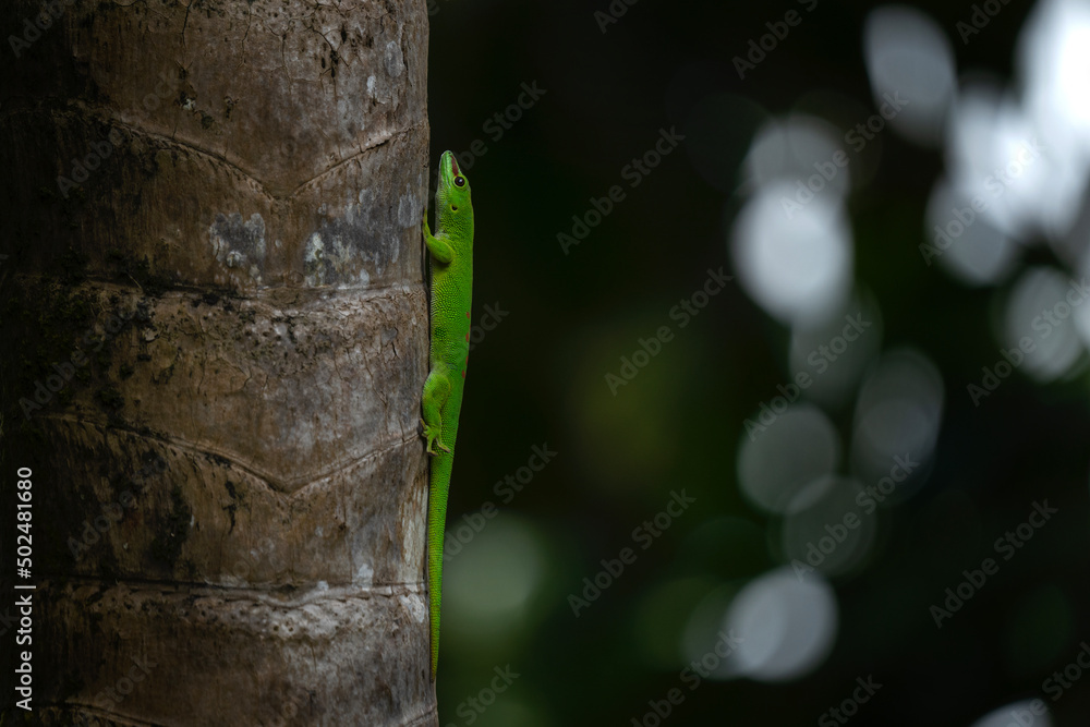 Madagascar giant day gecko climbing on the tree. Gecko in the forest ...