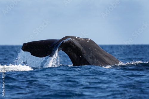 Swimming with sperm whale. Group of sperm whales near the surface. The biggest toothed animal. Marine life in Indian ocean. Tail of whale on the surface.