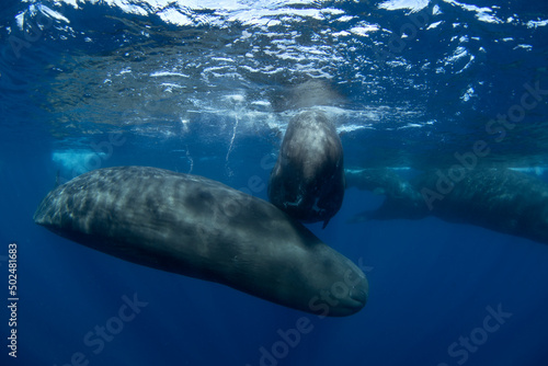 Swimming with sperm whale. Group of sperm whales near the surface. The biggest toothed animal. Marine life in Indian ocean. 