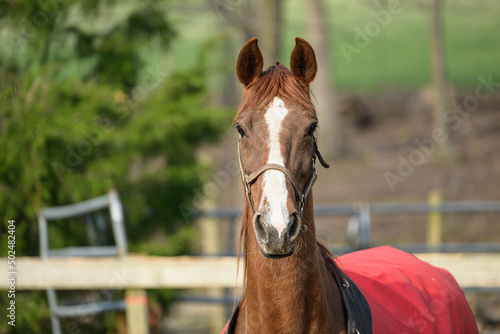 Foto Saddlebred horse portrait