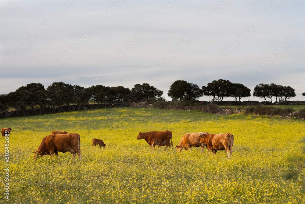 vacas en el campo