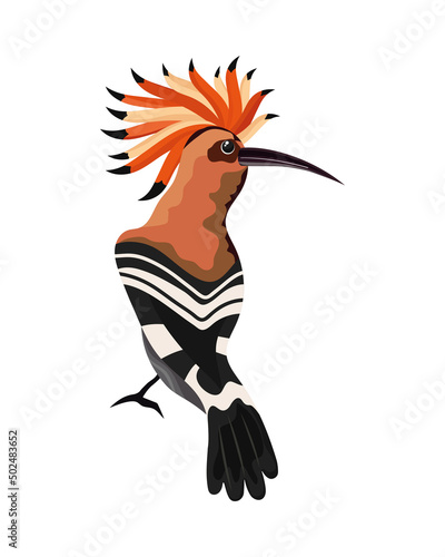hoopoe exotic bird