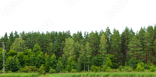 Lush dense forest located on the banks of the river. The landscape in the countryside with reeds is isolated.