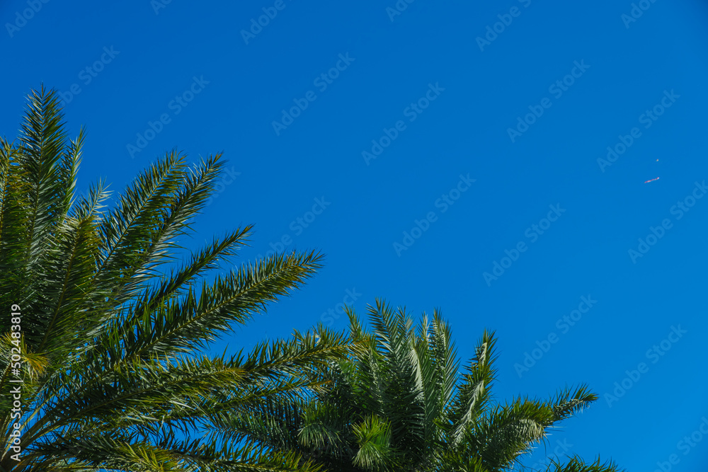 palm trees against the summer sky