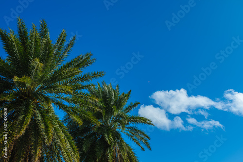 Big palm trees against blue sky on a beautiful summer day