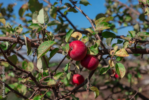 Red apples growing on the branches . Apple tree with crop  