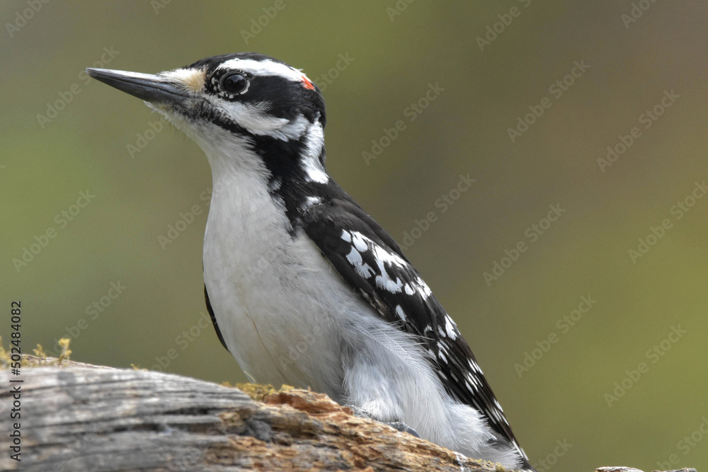 Naklejka premium Male Hairy Woodpecker perched on a log.