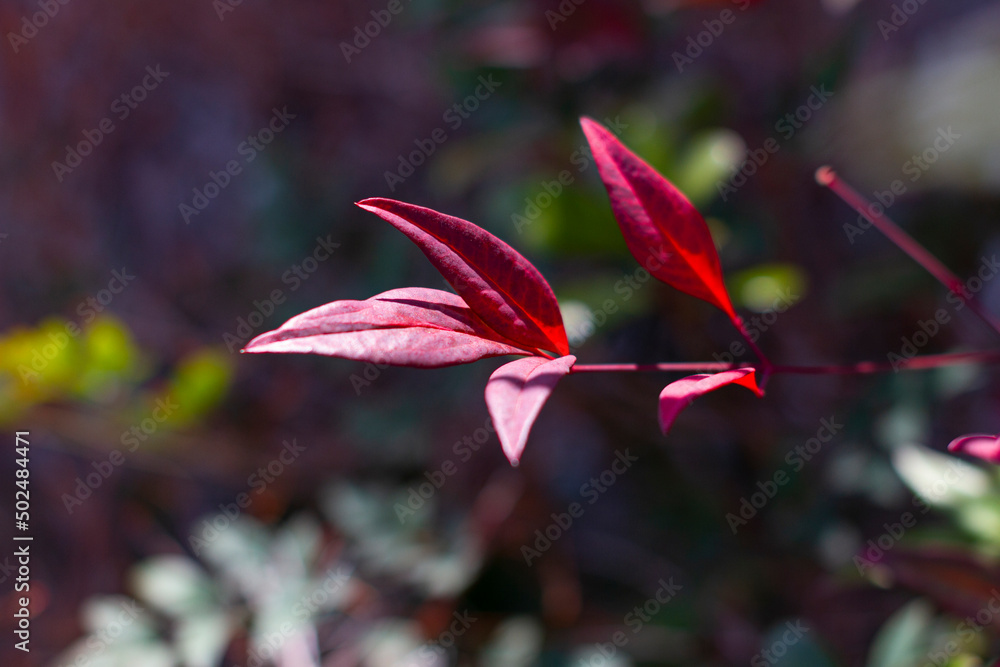 Obraz premium Red leaves of the Ternstroemia gymnanthera also known as Cleyera japonica or Sakaki in Japanese. Sakaki is considered a sacred tree in the Shinto religion