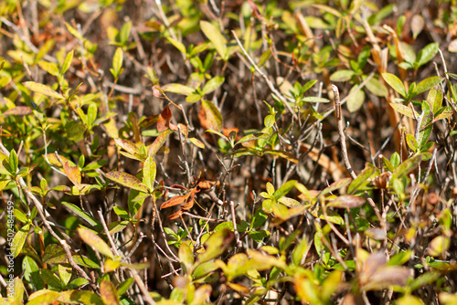 Leaves with rust of Enkianthus perulatus known in Japan as doudan tsutsuji is a species of flowering plant in the family Ericaceae, native to Japan photo