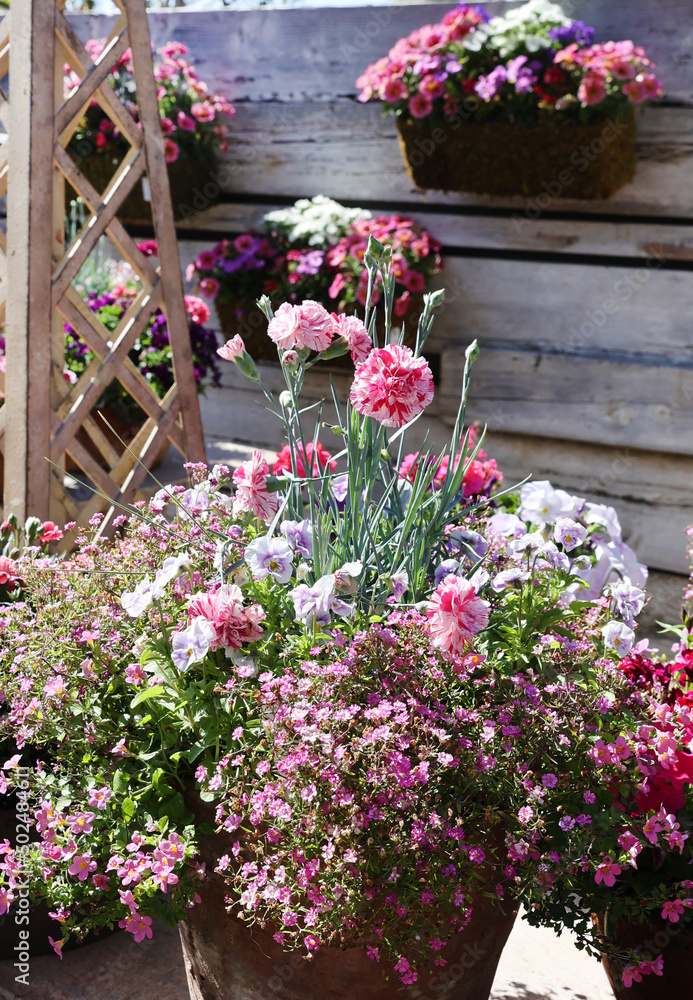 pink dianthus 