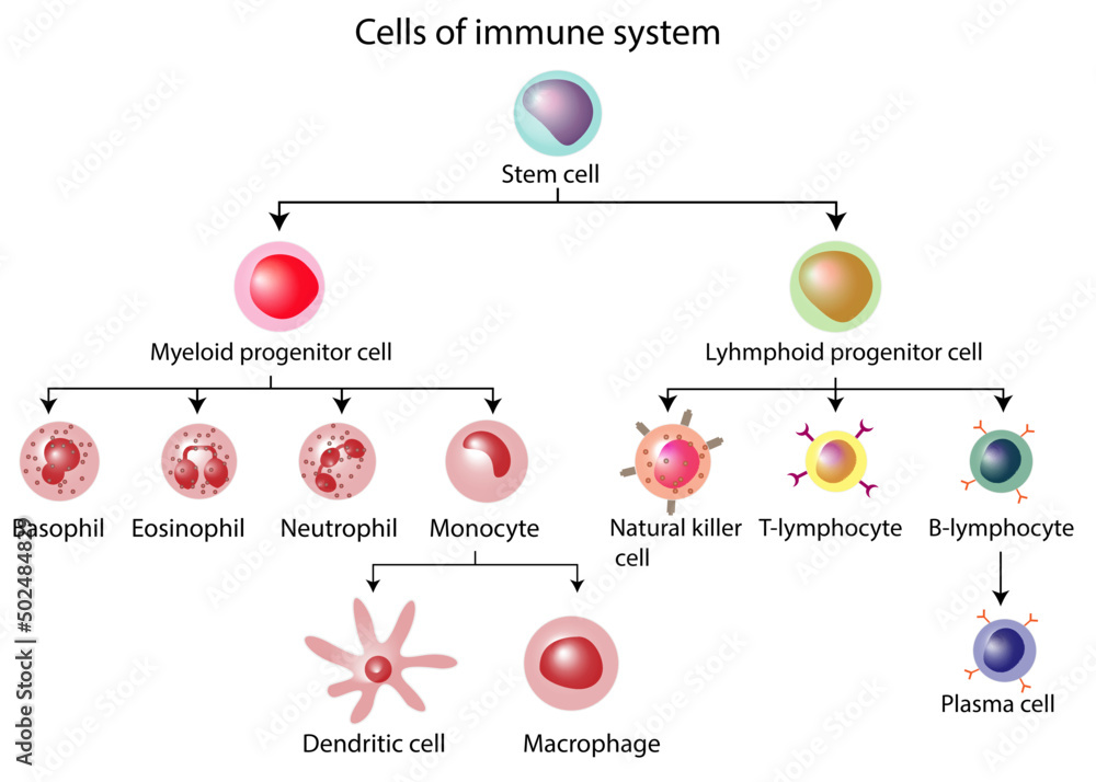 Cells of the innate and adaptive immune system, Hematopoiesis cell type scheme, stem cell, B and T lymphocytes, Basophil, neutrophil, eosinophil, monocyte, dendritic cell, macrophage and plasma cells - obrazy, fototapety, plakaty 