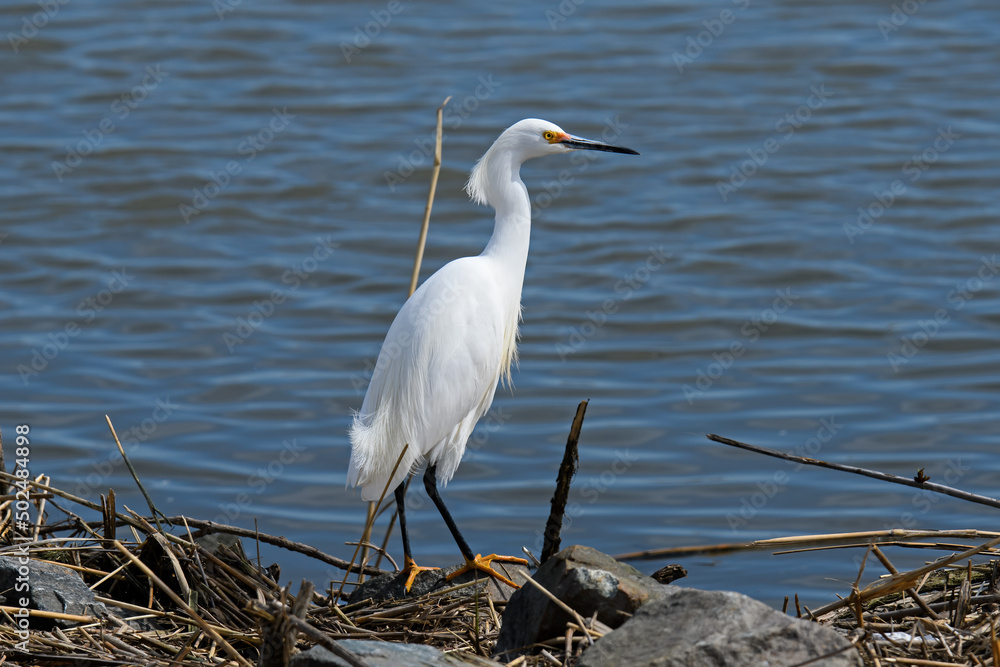 Snowy egret in an estuary. It is a small white heron also known as a little egret or aigrette. The bird is all white with a black bill, black legs, and yellow feet. Snowy egret in an estuary. It is a small white heron also known as a little egret or aigrette. The bird is all white with a black bill, black legs, and yellow feet.