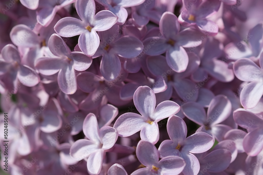 Blossoming branch of fresh purple violet lilac flowers close up, selective focus. Beautiful fresh purple lilac flowers in full bloom in the garden against green leaves natural background, close up. Blossoming branch of fresh purple violet lilac flowers close up, selective focus. Beautiful fresh purple lilac flowers in full bloom in the garden against green leaves natural background, close up.