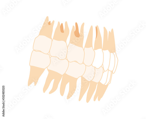Human Teeth Denture Set Closeup Human side lateral view. Human jaws model with teeth row. Set of chump realistic flat natural color concept Vector illustration of anatomy isolated on white background