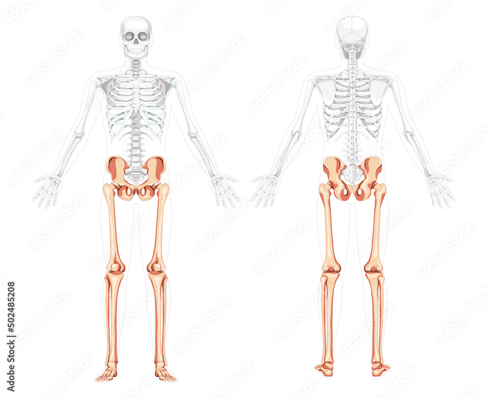 Lower limbs Skeleton front back view with side open arm poses partly transparent body position. Anatomically correct Human Pelvis with legs, Thighs Feet, ankles 3D realistic flat Vector illustration Lower limbs Skeleton front back view with side open arm poses partly transparent body position. Anatomically correct Human Pelvis with legs, Thighs Feet, ankles 3D realistic flat Vector illustration