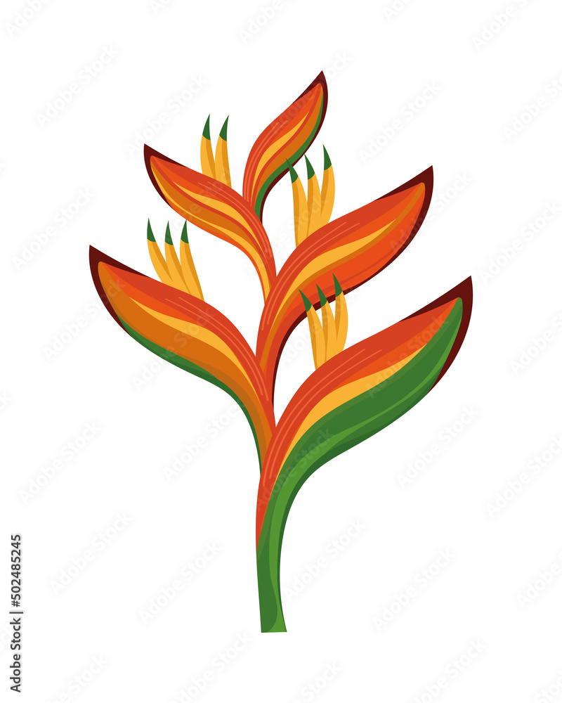 heliconia exotic plant heliconia exotic plant