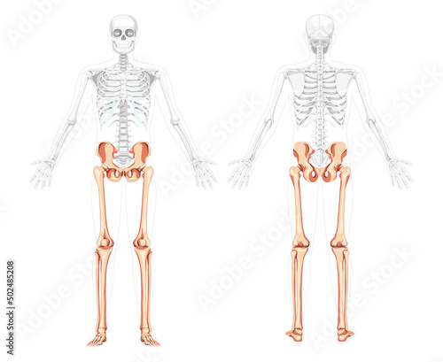 Lower limbs Skeleton front back view with side open arm poses partly transparent body position. Anatomically correct Human Pelvis with legs, Thighs Feet, ankles 3D realistic flat Vector illustration